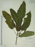 藏品(牛乳榕)的圖片