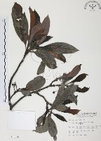 藏品(九節木、牛屎烏、青龍吐霧)的圖片