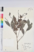 藏品(披針葉饅頭果)的圖片