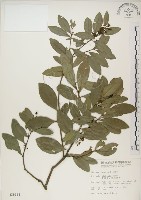 藏品(魯花樹)的圖片