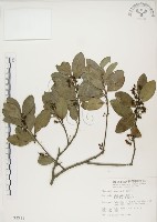 藏品(魯花樹)的圖片