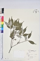 藏品(錐果櫟)的圖片