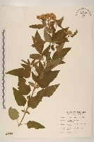 藏品(臺灣澤蘭)的圖片