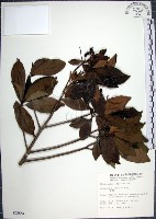 藏品(樹杞)的圖片