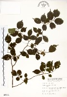 藏品(朴樹)的圖片