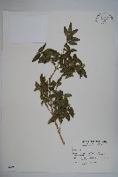 藏品(臺灣黃楊)的圖片