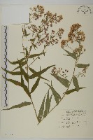 藏品(臺灣馬蘭)的圖片