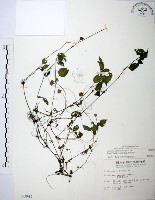 藏品(長梗盤花麻)的圖片