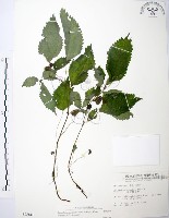 藏品(長梗盤花麻)的圖片