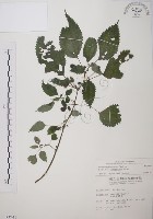 藏品(長梗盤花麻)的圖片