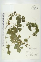 藏品(苦瓜)的圖片