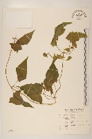 藏品(蔓澤蘭)的圖片