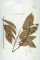 藏品(錫蘭橄欖、鋸葉杜英)的圖片