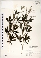 藏品(黃荊)的圖片