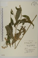 藏品(倒地鈴)的圖片