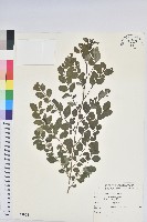 藏品(紅仔珠)的圖片