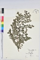 藏品(紅仔珠)的圖片