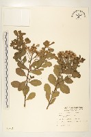 藏品(鯽魚膽、闊苞菊)的圖片