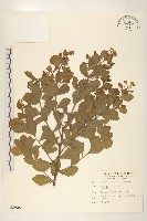 藏品(鯽魚膽、闊苞菊)的圖片