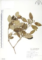 藏品(海茄苳)的圖片