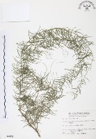 藏品(天門冬)的圖片