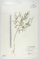 藏品(獨行菜)的圖片