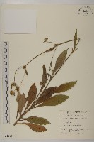 藏品(地膽草、毛蓮菜)的圖片