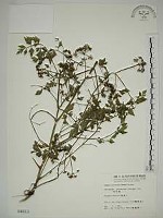 藏品(水芹菜)的圖片