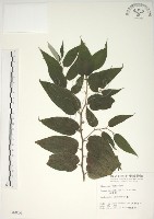 藏品(山黃麻)的圖片