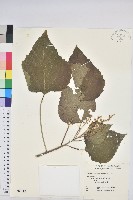 藏品(蟲屎)的圖片