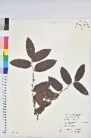 藏品(菲律賓饅頭果)的圖片