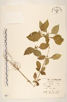 藏品(金腰箭)的圖片