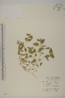 藏品(鵝兒腸)的圖片