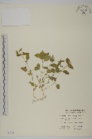 藏品(鵝兒腸)的圖片