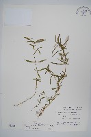 藏品(蓮子草)的圖片