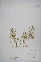 藏品(蓮子草)的圖片