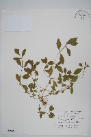 藏品(蓮子草)的圖片