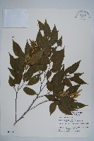 藏品(阿里山千金榆)的圖片