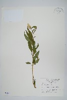 藏品(青葙)的圖片