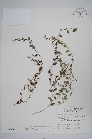 藏品(細纍子草)的圖片