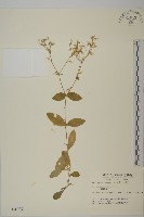 藏品(狗筋蔓)的圖片