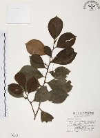 藏品(森氏紅淡比)的圖片