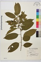 藏品(桶鉤藤)的圖片