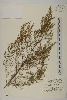 藏品(茵蔯蒿)的圖片