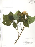 藏品(山芙蓉、臺灣山芙蓉、狗頭芙蓉)的圖片