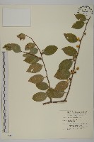 藏品(南華南蛇藤，青江藤)的圖片