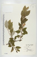 藏品(藤胡頹子)的圖片