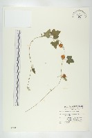 藏品(倒吊金鐘、天花)的圖片