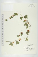 藏品(倒吊金鐘、天花)的圖片