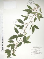 藏品(飛龍掌血)的圖片